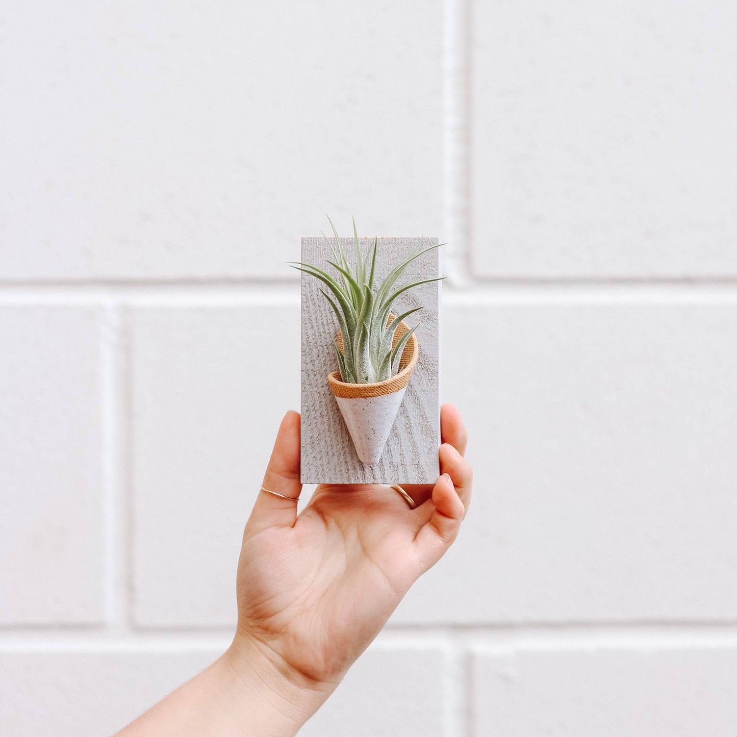 Ceramic Wall Planter - Tiny