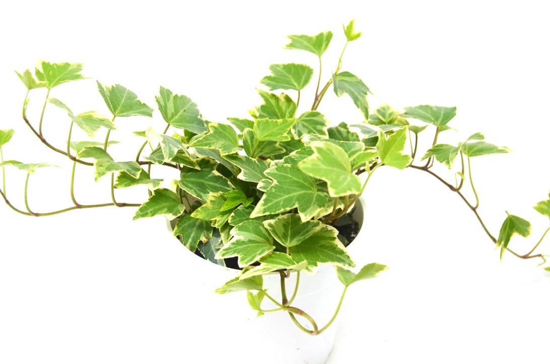 IVY EVA 4-inch