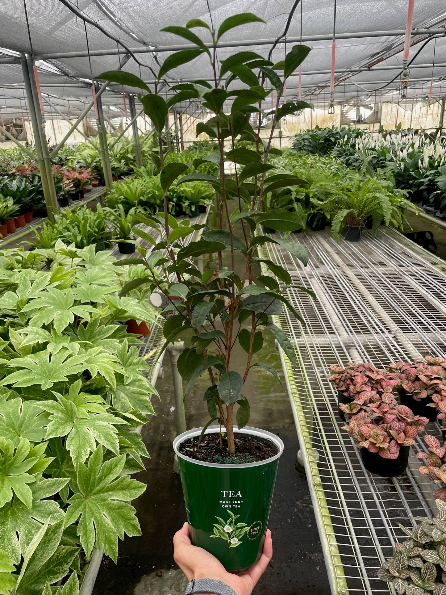ED Tea - 6" Pot