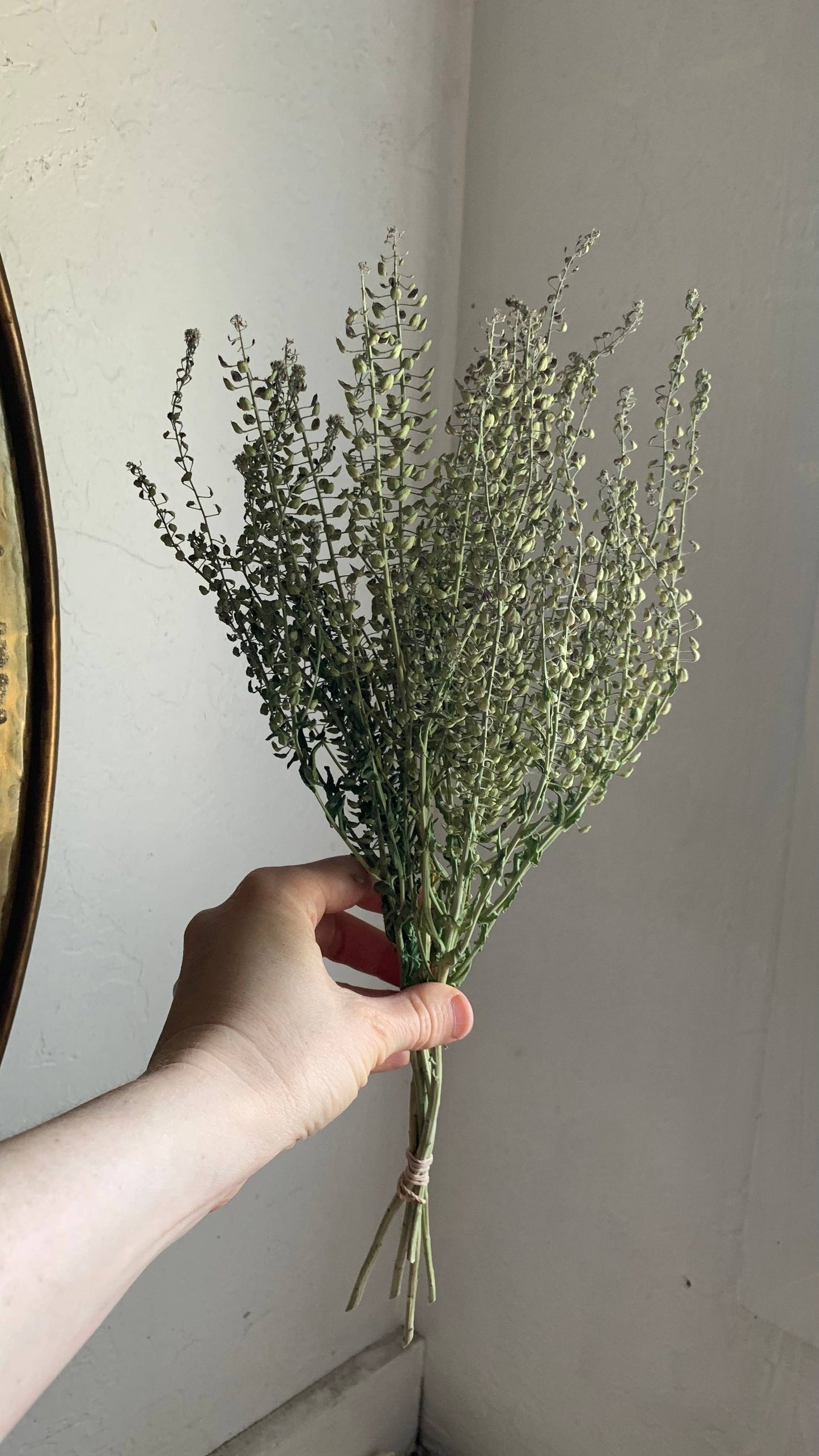 Dried Peppergrass Cress Wildflower- Boho Decor