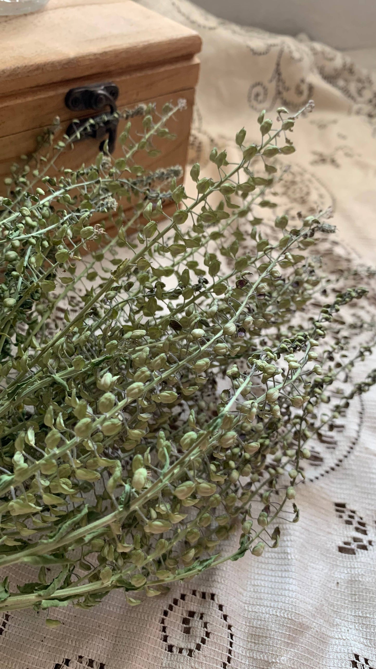 Dried Peppergrass Cress Wildflower- Boho Decor