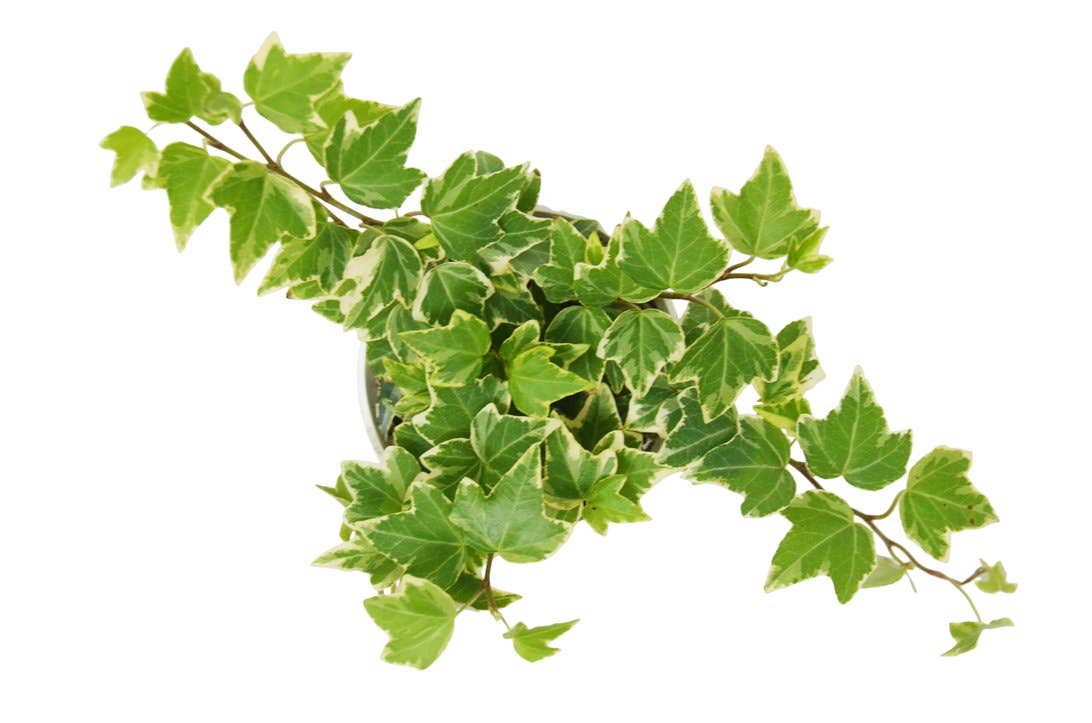 IVY EVA 4-inch