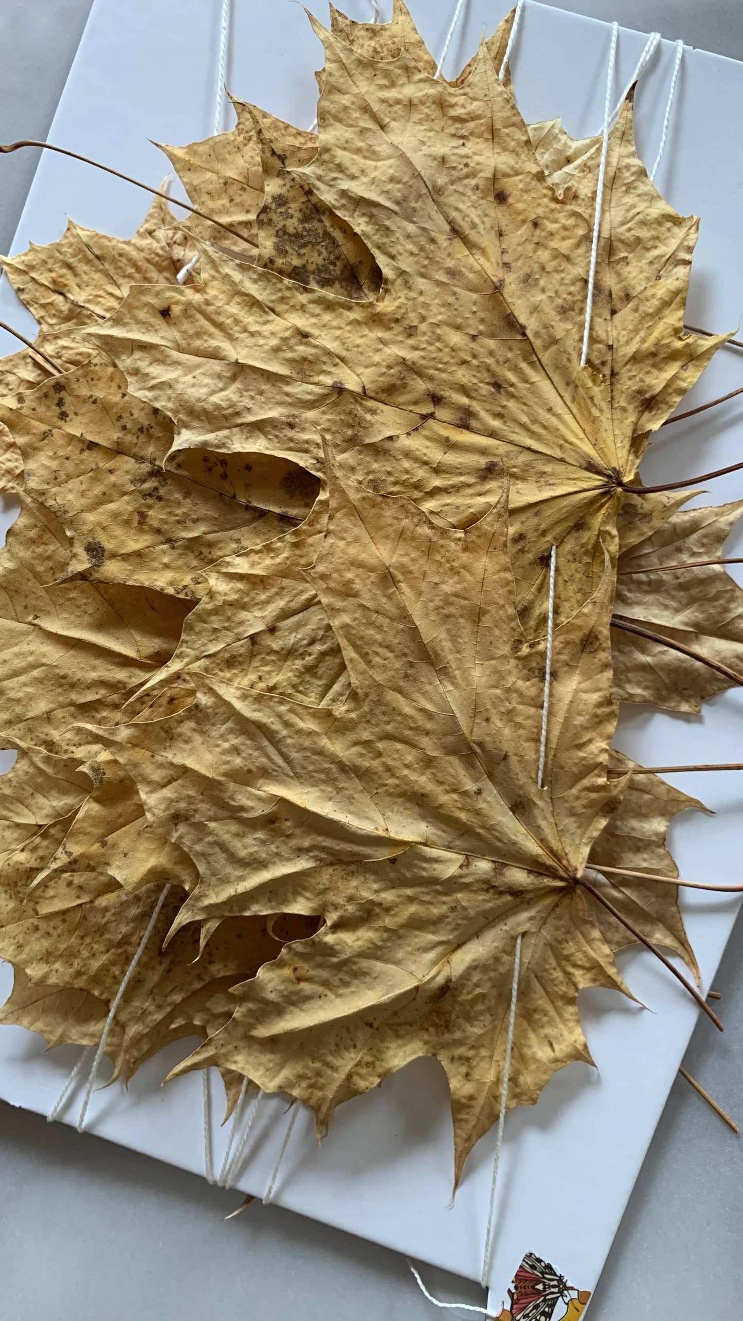Dried Big Leaf Maple Garland - Natural Forest Decor