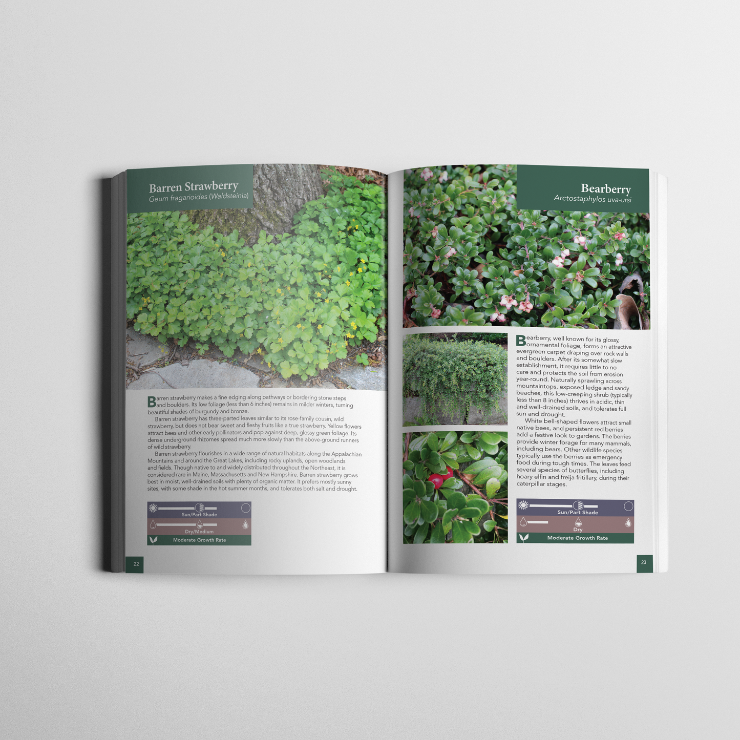Native Ground Covers for Northeast Landscapes