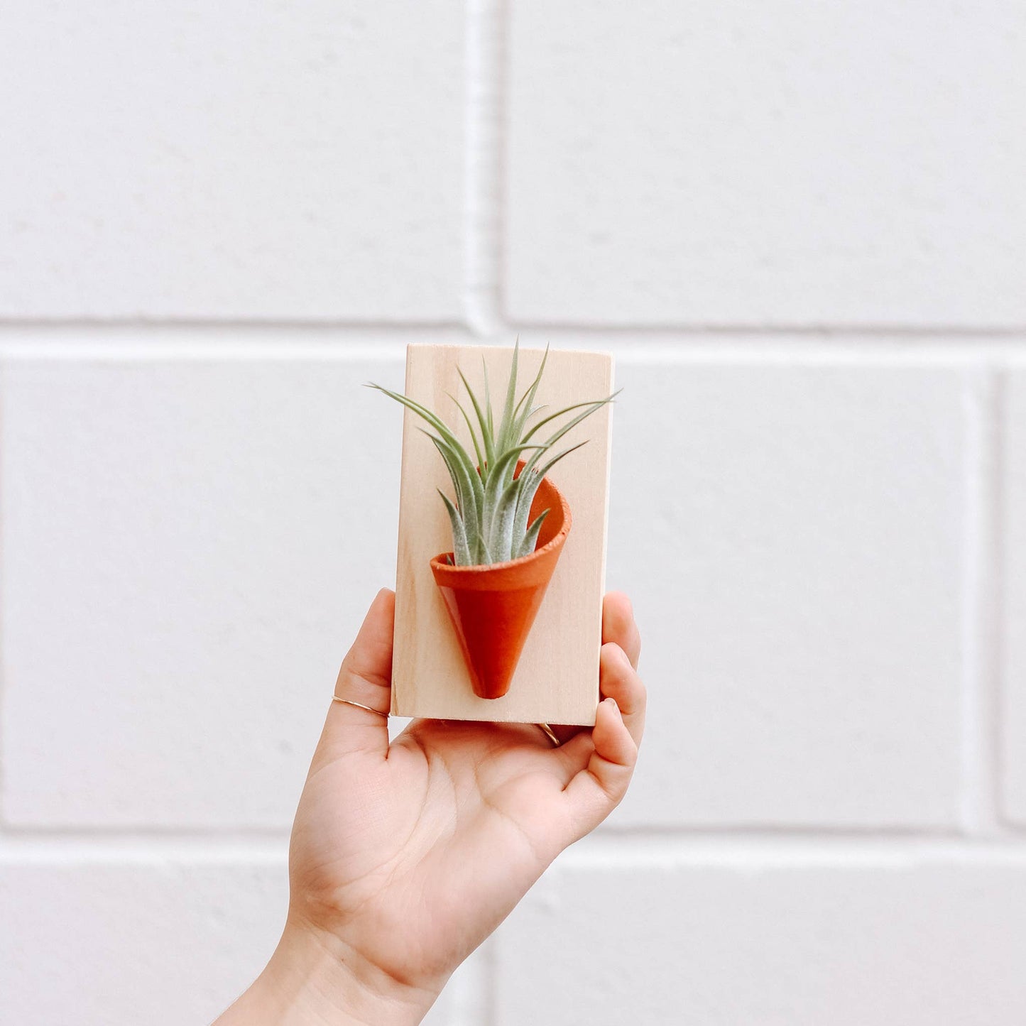 Ceramic Wall Planter - Tiny