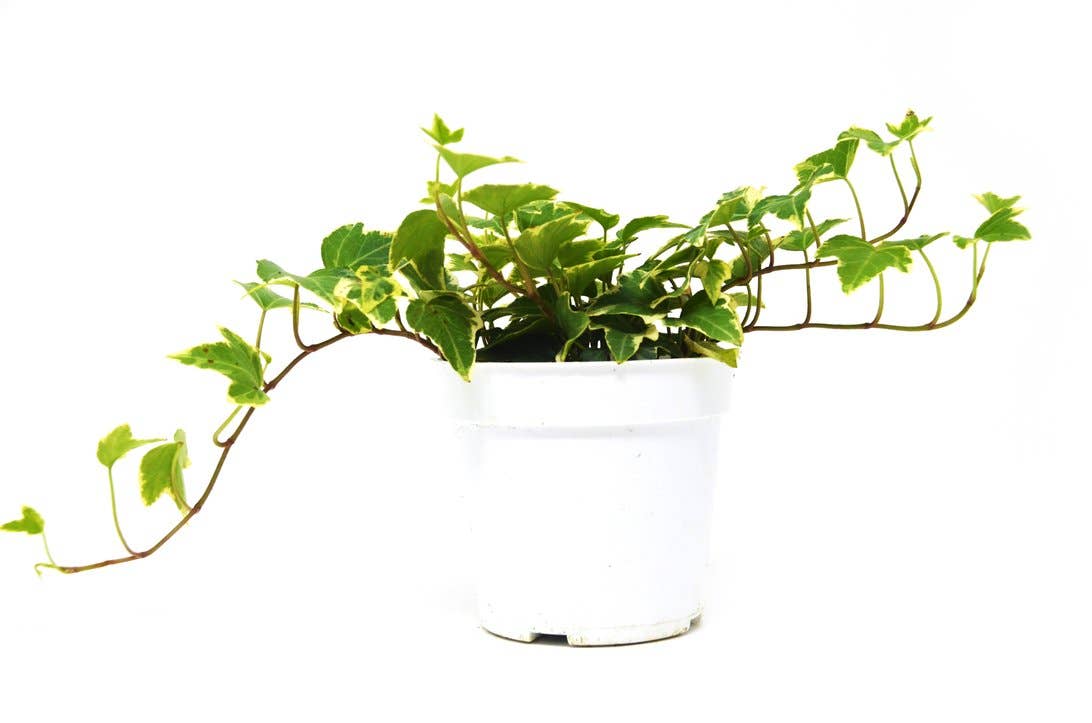IVY EVA 4-inch