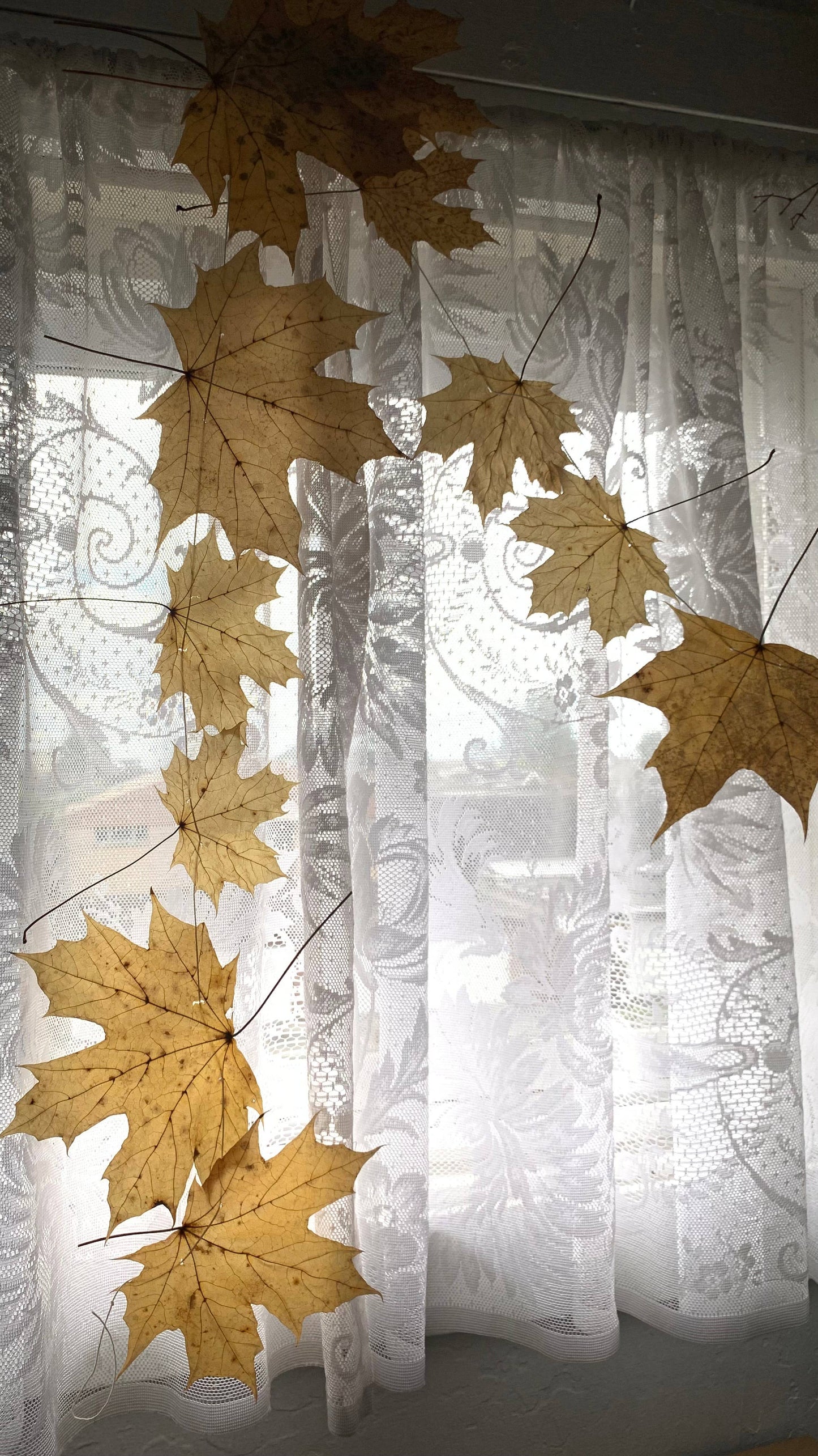 Dried Big Leaf Maple Garland - Natural Forest Decor