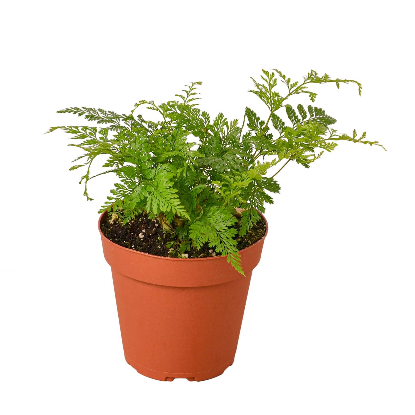 FERN RABBIT FOOT 4-inch