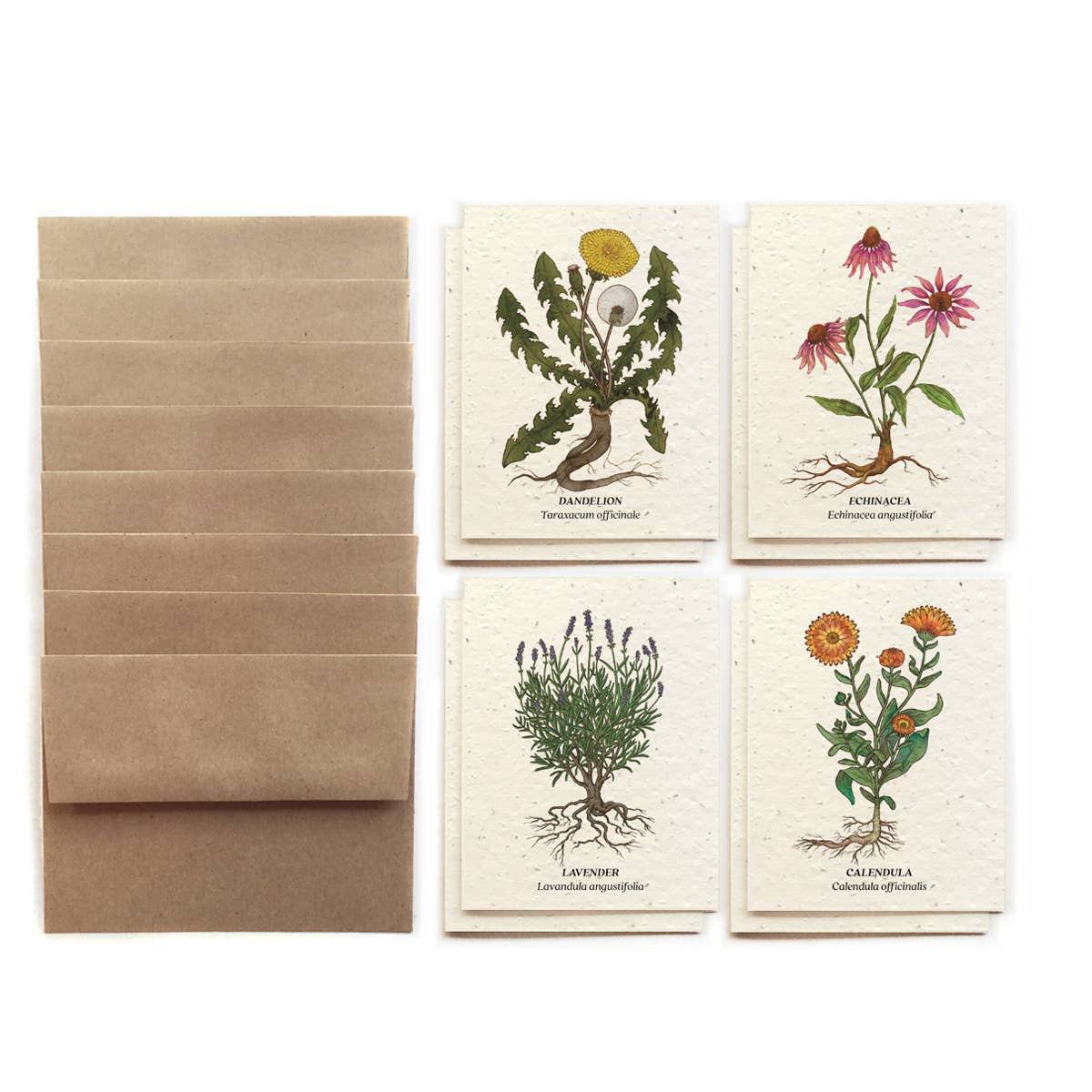Medicinal Plants Card Set - Plantable Wildflower Seed Paper
