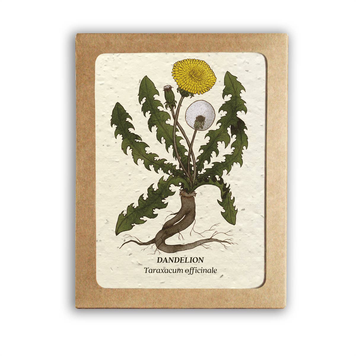 Medicinal Plants Card Set - Plantable Wildflower Seed Paper